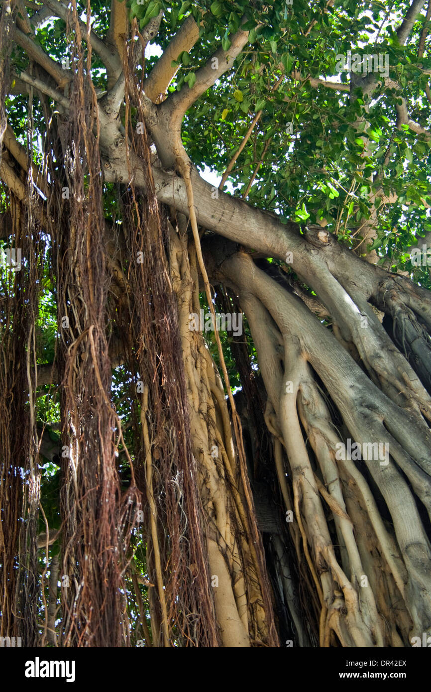 El Banyan Tree en la Kuhio Beach Park, la playa de Waikiki, Honolulu, Oahu, Hawaii Foto de stock