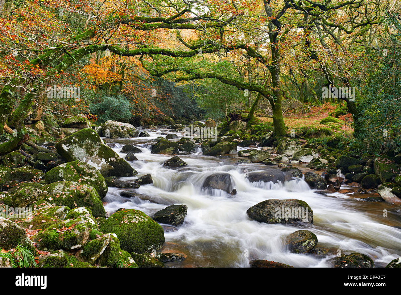 Dewerstone Plym Río fluyendo a través de madera en Shaugh Prior, Parque Nacional de Dartmoor Foto de stock