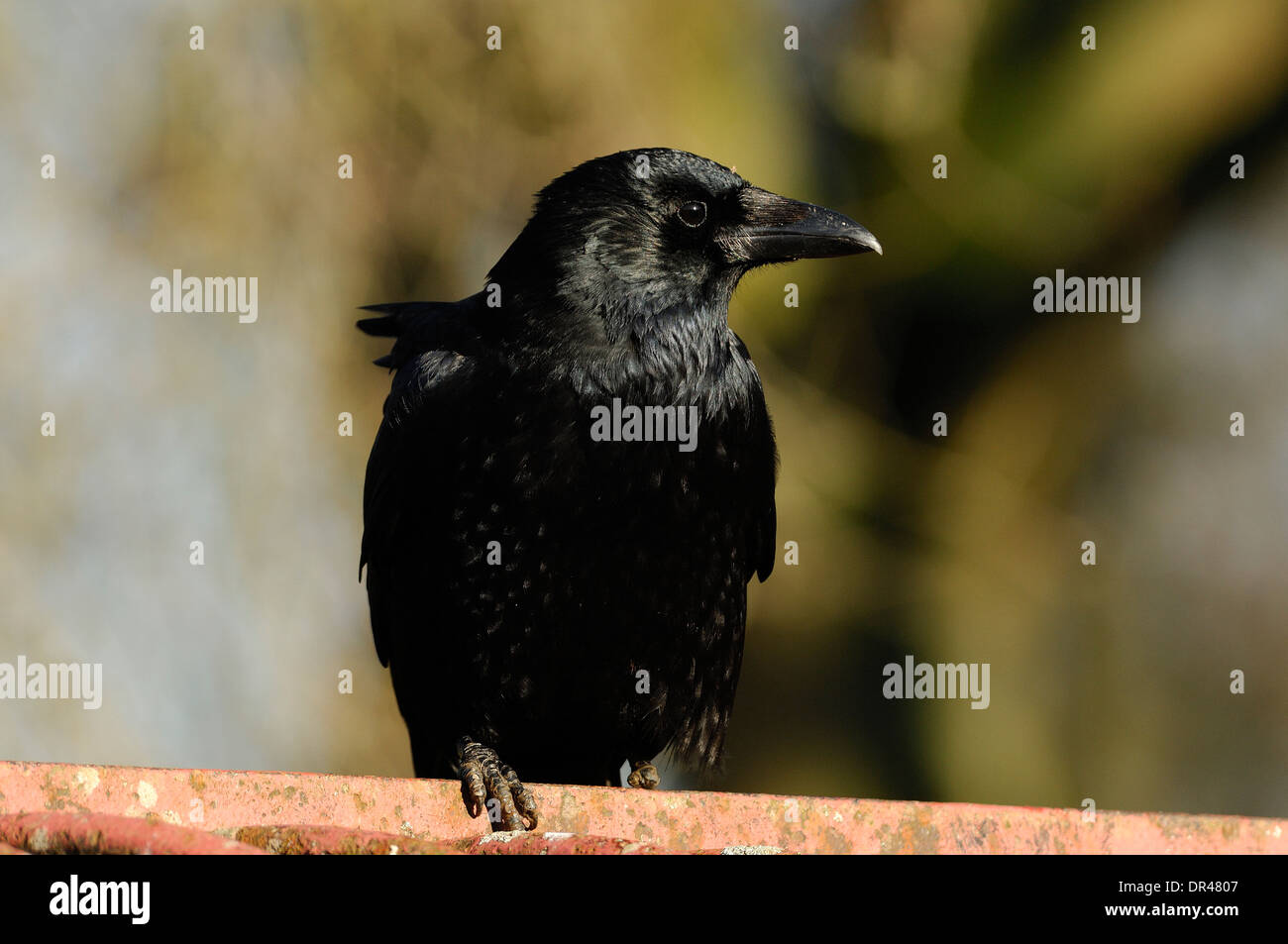 Crow mirando curiosamente Foto de stock