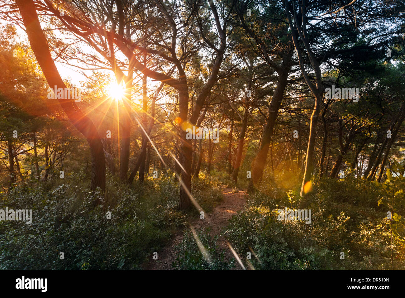 Sol de la mañana brilla en la oscuridad del bosque al amanecer Foto de stock