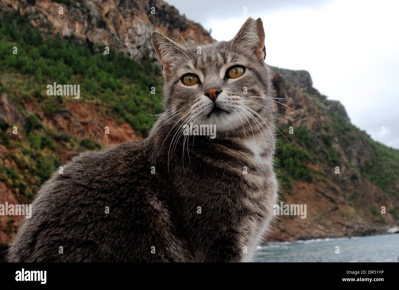 Gato, 4 patas animal felino. Foto de stock