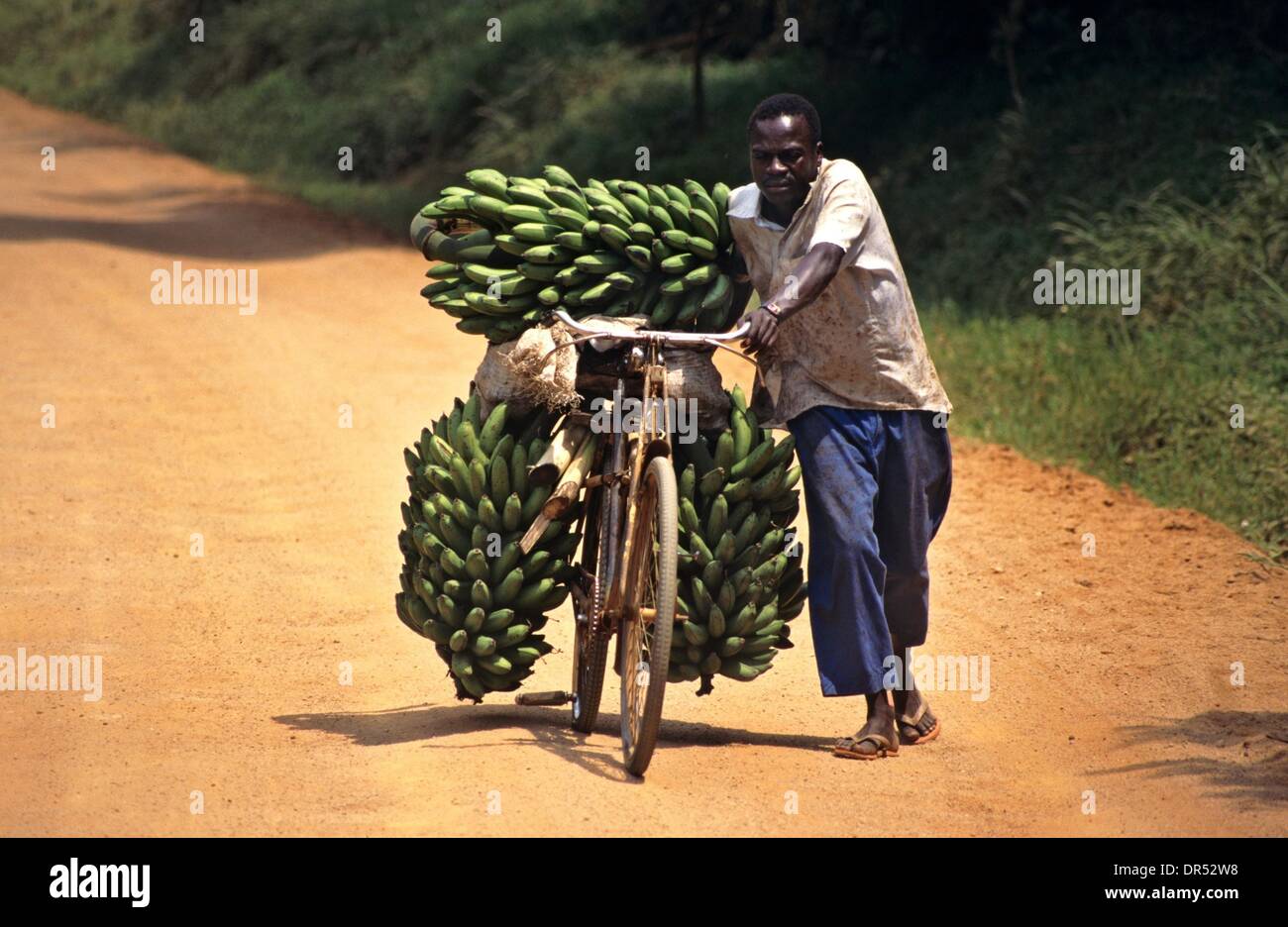 El cultivo del banano en África Uganda Foto de stock