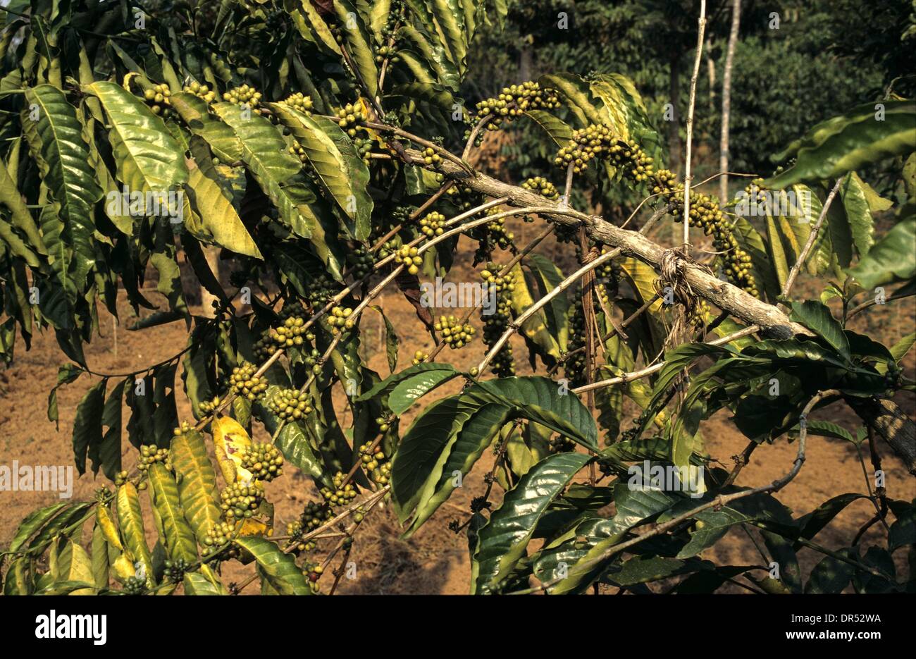 El cultivo del café en Uganda Foto de stock