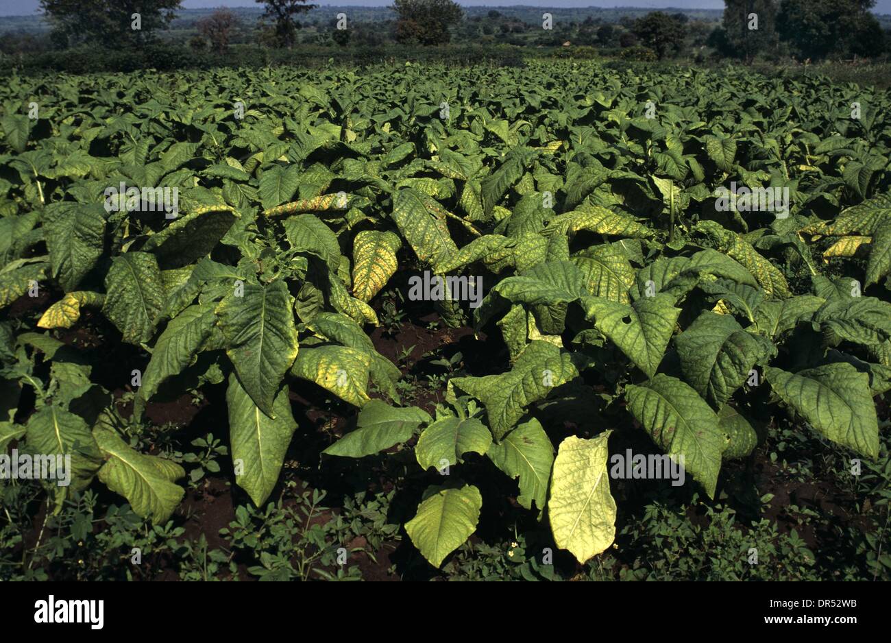 El cultivo de tabaco en Uganda Foto de stock