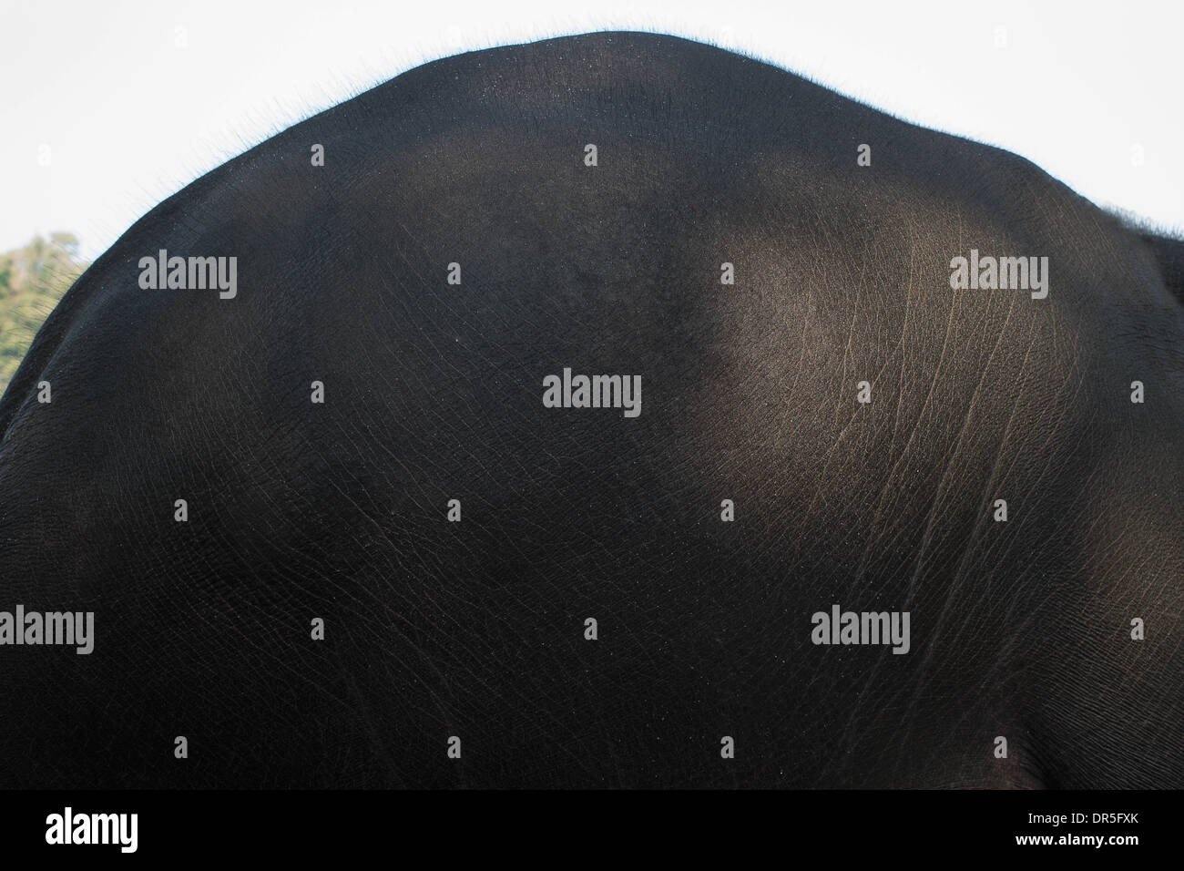 detrás del elefante Foto de stock