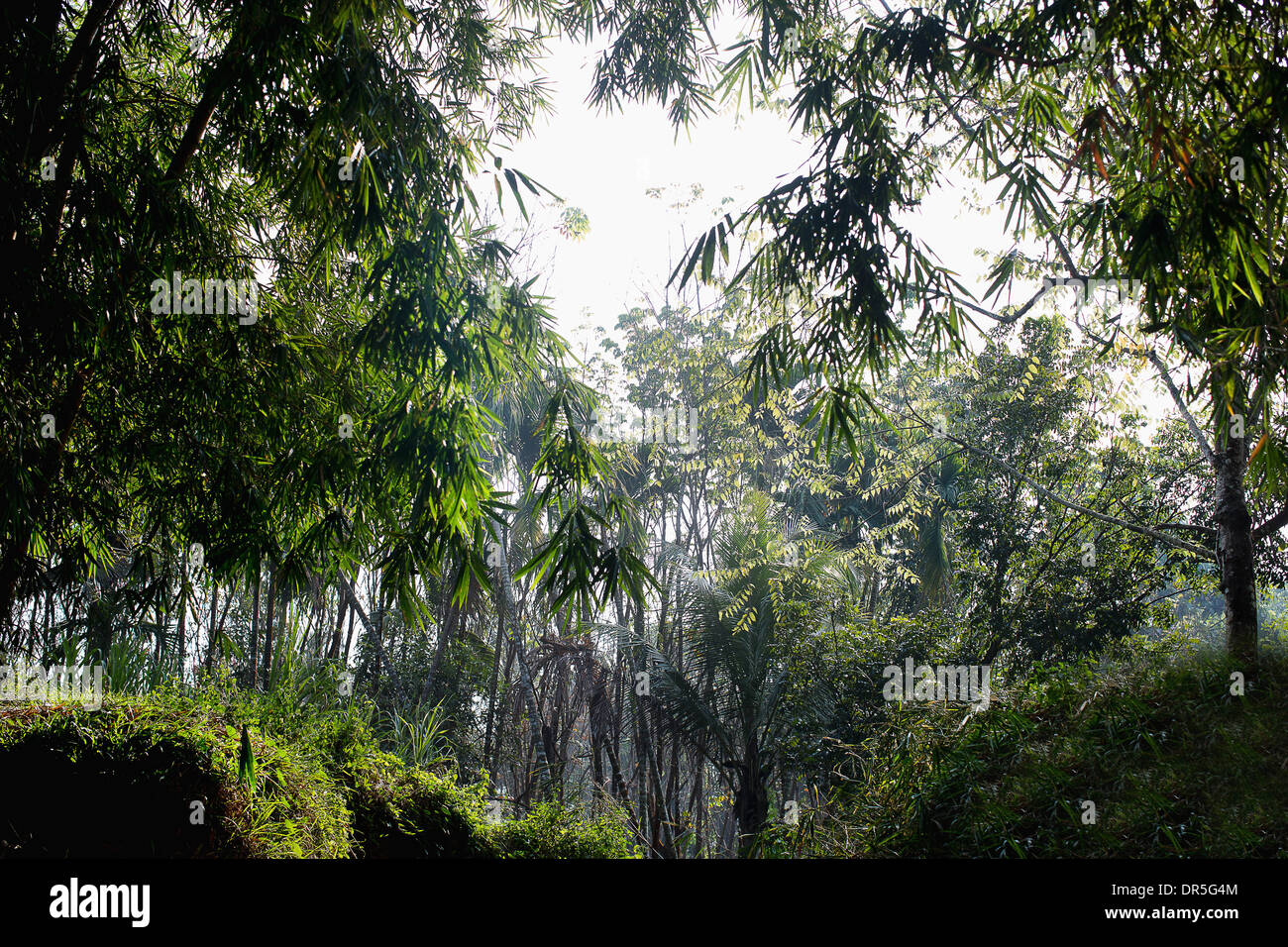 Los árboles en la India por la mañana temprano Foto de stock