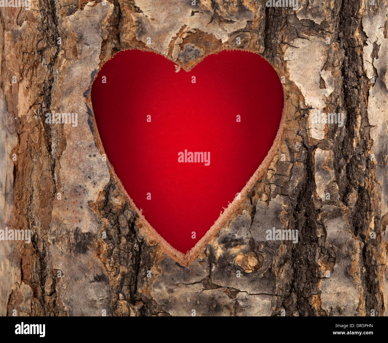 Corazón cortada en tronco de árbol hueco Foto de stock