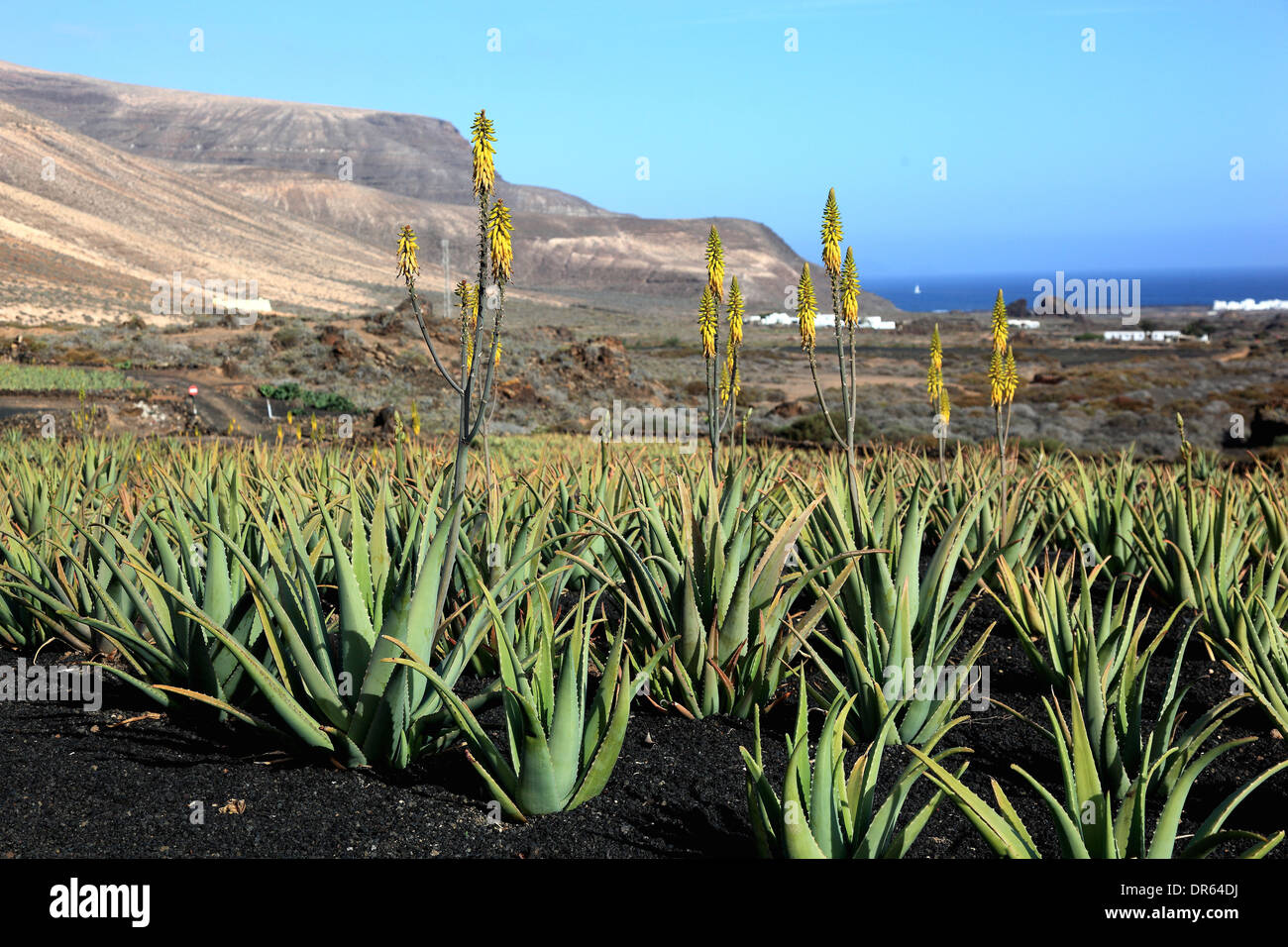 Plantación de Aloe Vera en Orzola, cerca Tias, Lanzarote, Islas Canarias,  España Fotografía de stock - Alamy