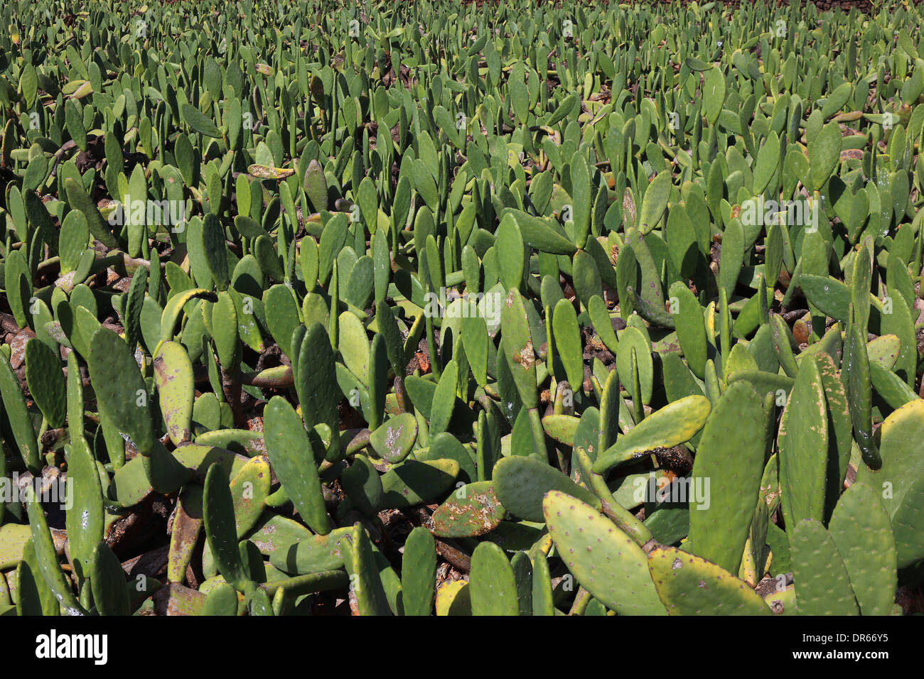 España Opuntienplantagen para la cría de la cochinilla, insecto de escala en Guatiza, Lanzarote, Islas Canarias Foto de stock