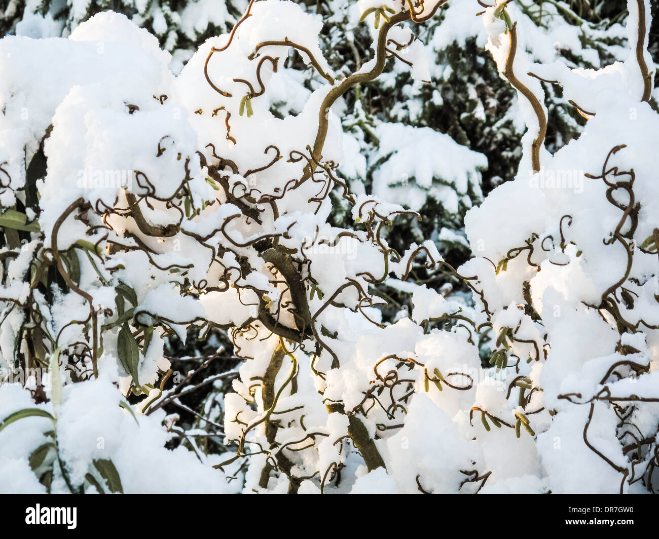 Kent paisaje cubierto de nieve en el REINO UNIDO Foto de stock