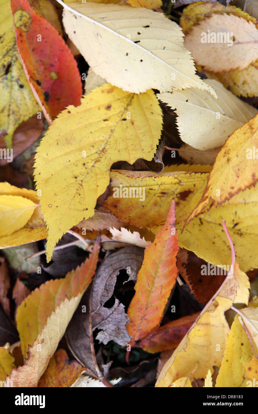Caído caer hojas de otoño, amarillo anaranjado, oxidación. En el Reino Unido. Foto de stock