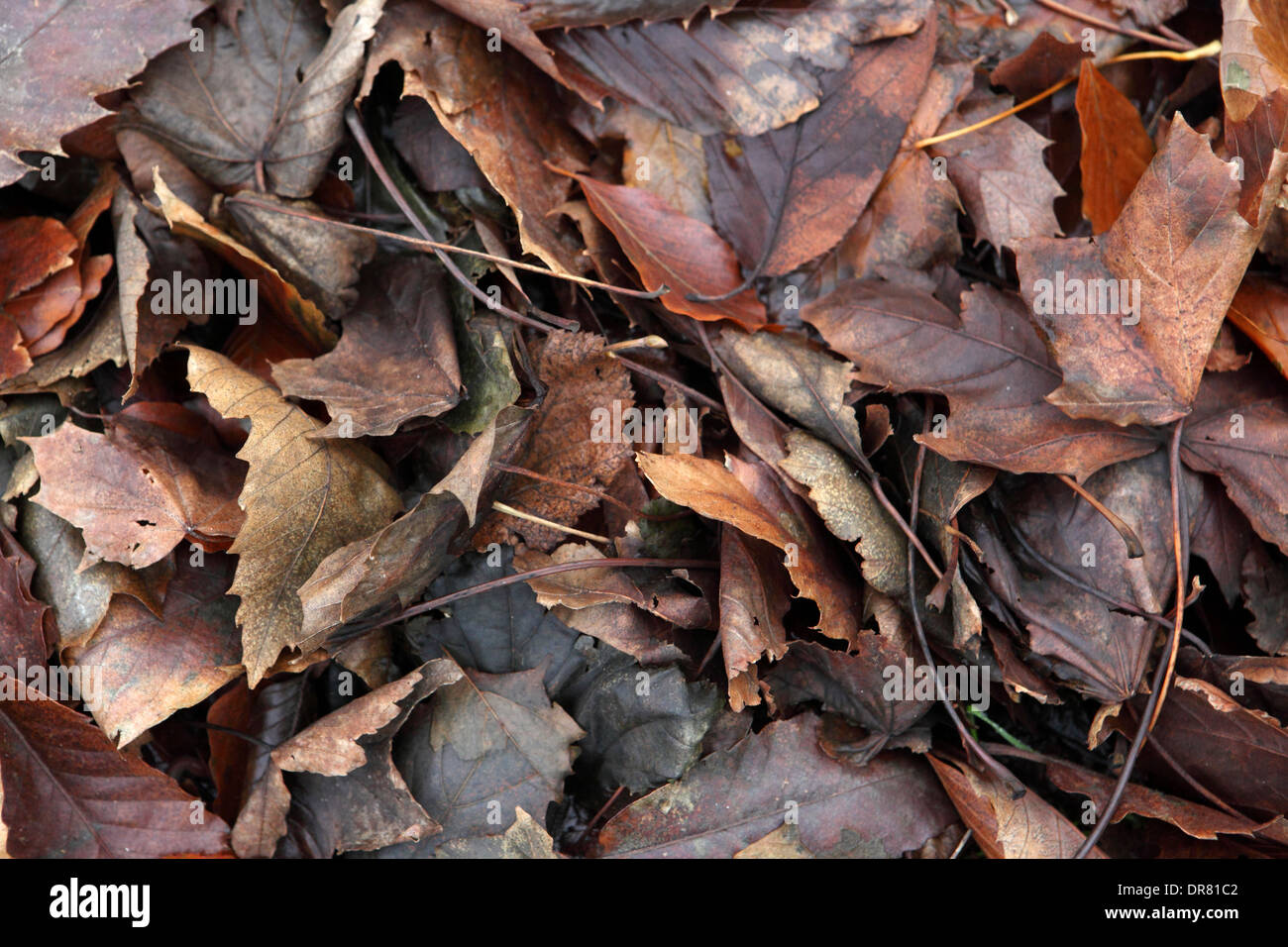 Hojas de Otoño de color rojizo, de cálido sol baja Foto de stock