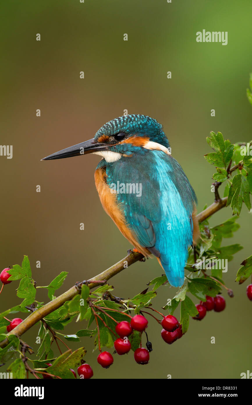 Kingfisher; Alcedo atthis; sobre el Espino; UK Foto de stock