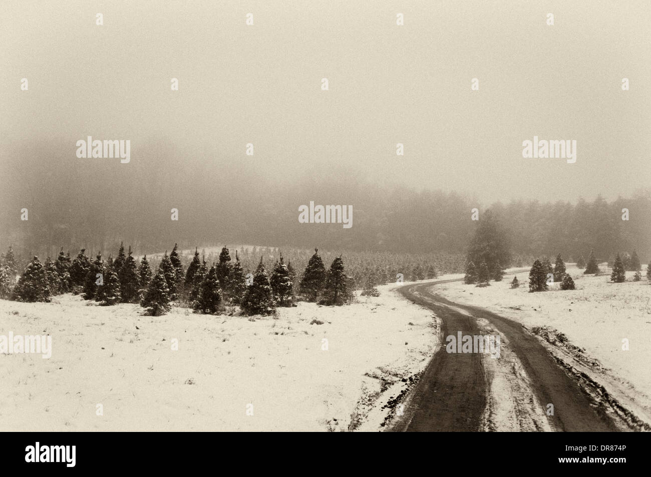 Camino a través de la granja en un árbol de Navidad con nieve y niebla por la noche en el sur de Indiana Foto de stock