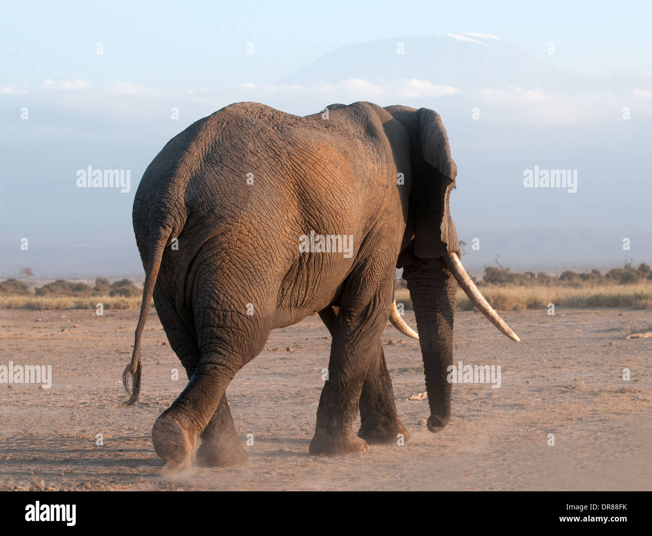 La parte trasera del elefante macho maduro con buenos colmillos caminando en el Parque Nacional Amboseli Kenia África Oriental Foto de stock
