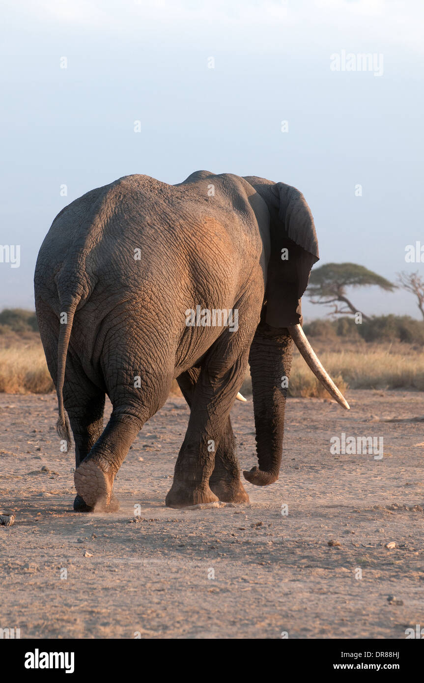 La parte trasera del elefante macho maduro con buenos colmillos caminando en el Parque Nacional Amboseli Kenia África Oriental Foto de stock