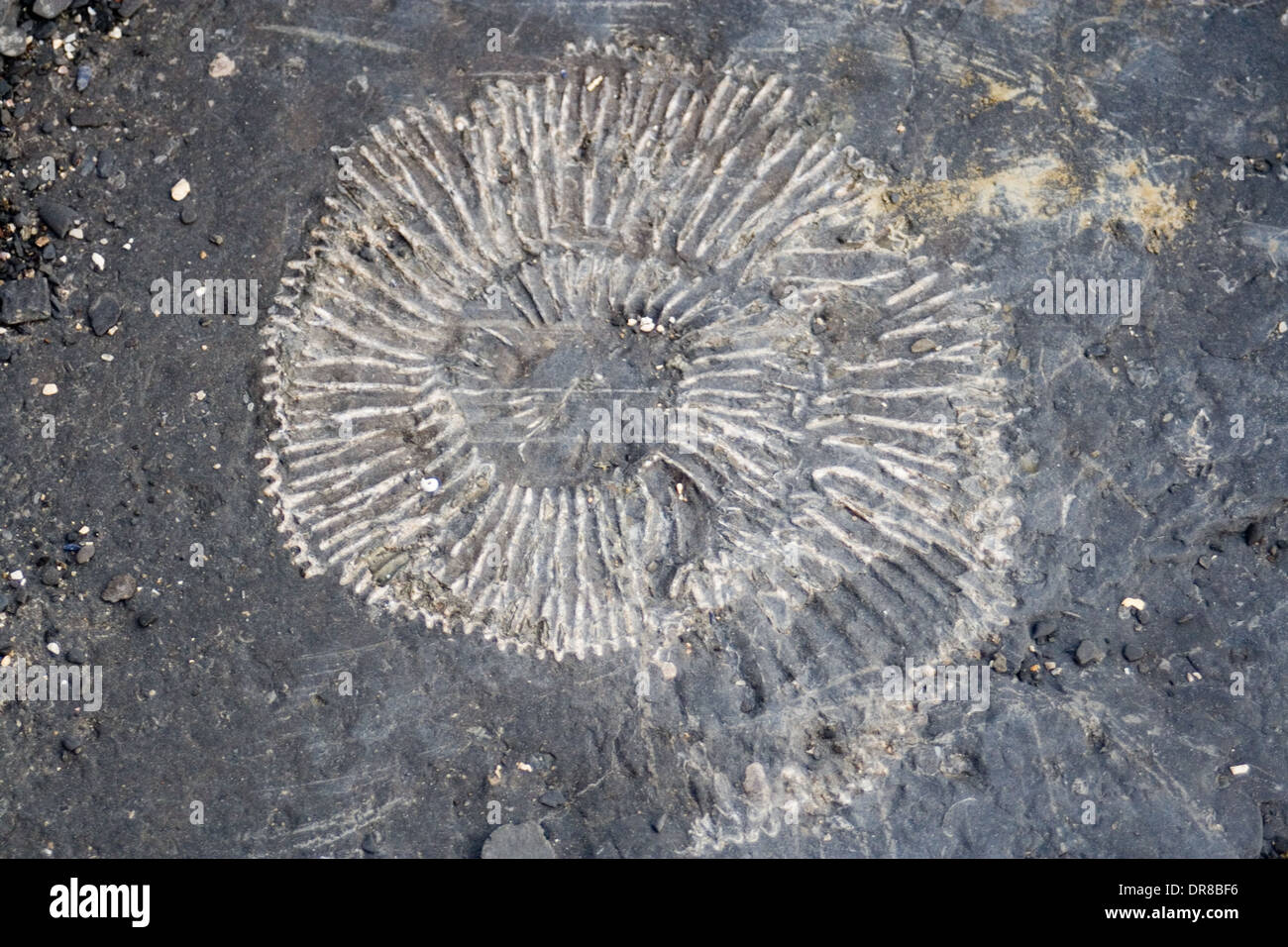 Amonita fósil en roca Foto de stock