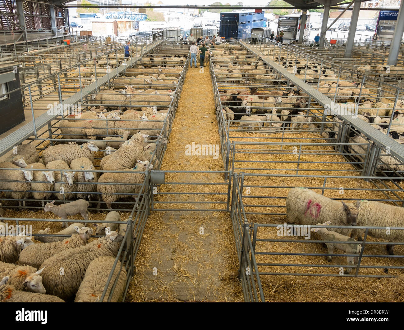 Las ovejas y corderos en corrales en Melton Mowbray mercado de ganado, Melton Mowbray, Leicestershire, Inglaterra, Reino Unido. Foto de stock