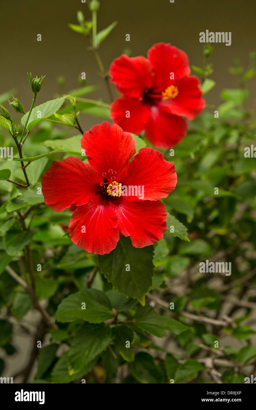 Hermosas flores de hibiscos en flor en la isla de Maui. Foto de stock