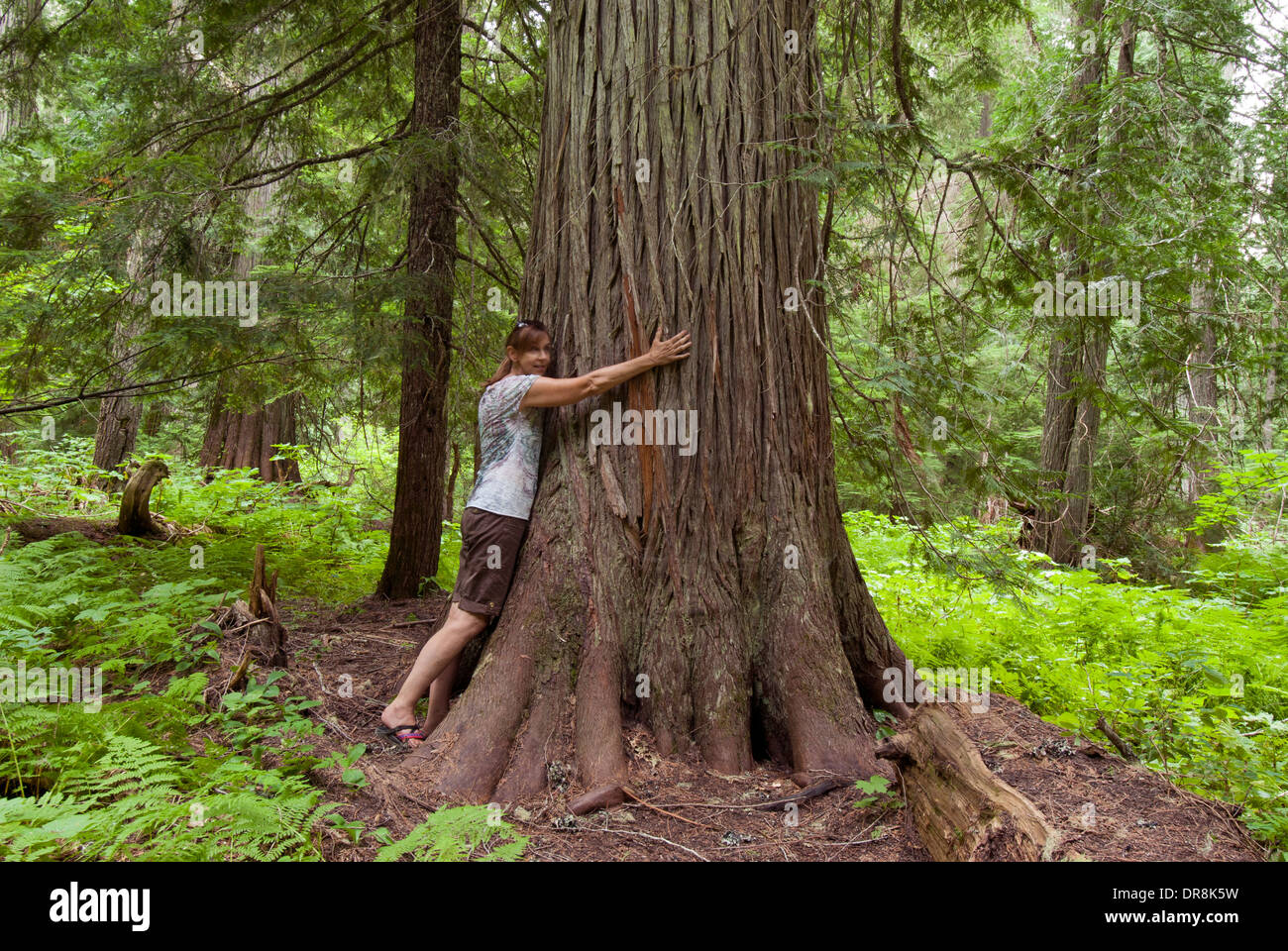 Mujer 'abrazando' Western Red Cedar Grove en el Roosevelt de los antiguos Cedros en el norte de Idaho, cerca de lago de sacerdote (MR) Foto de stock