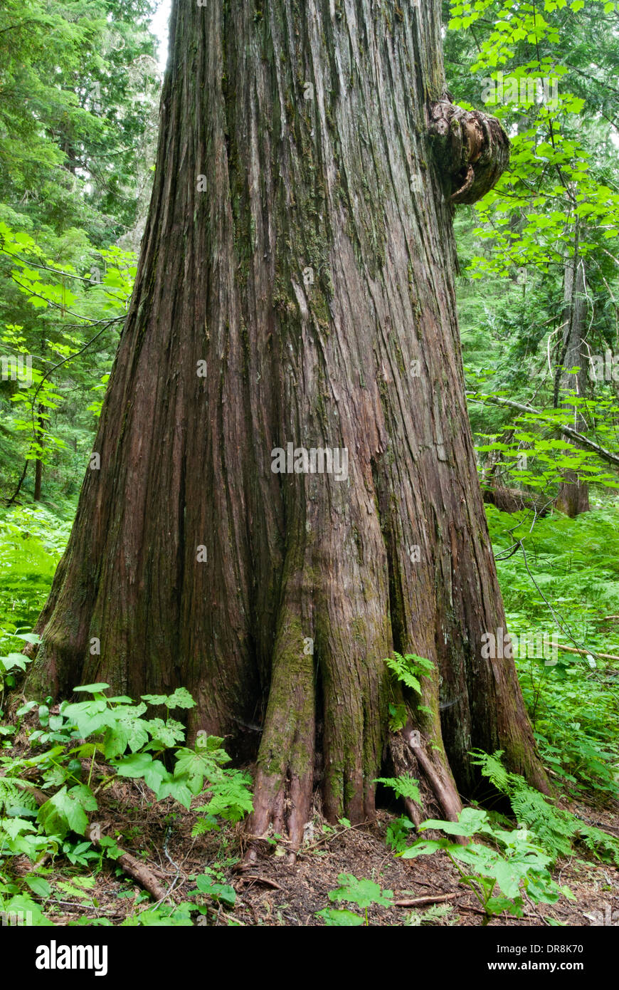 Roosevelt arboleda de cedros antiguos en el norte de Idaho, cerca de Lago sacerdote Foto de stock