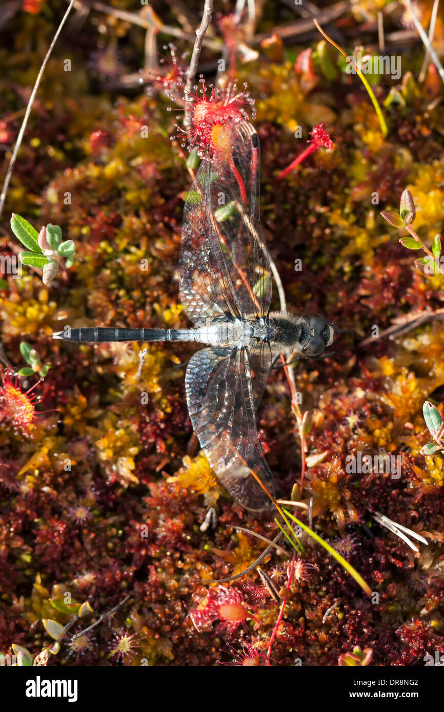 Primer plano de una libélula atascado en sundew deja Foto de stock
