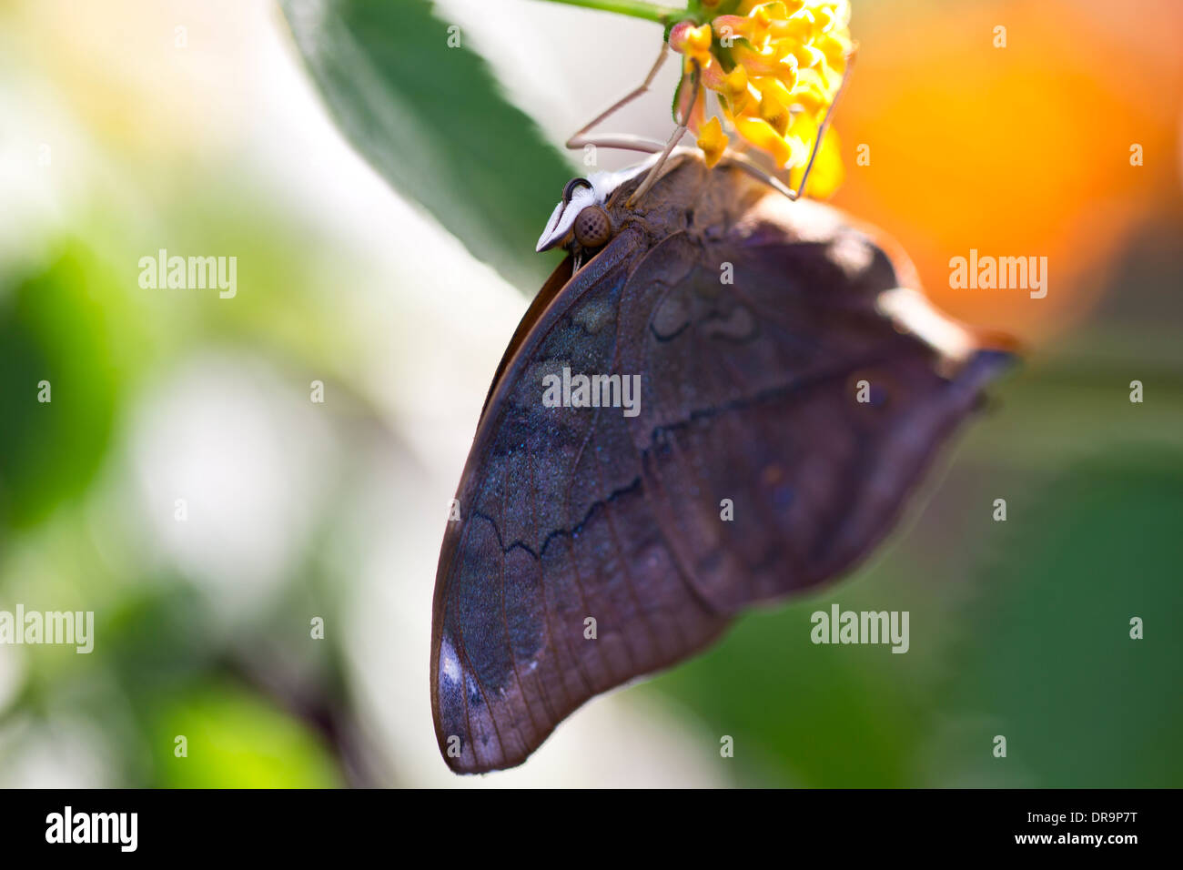 Otoño Leafwing Butterfly Foto de stock