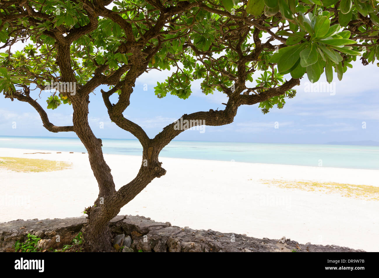 Árbol Kondoi Beach en la isla de Taketomi, en la Prefectura de Okinawa, Japón. Profundidad de campo con el enfoque selectivo en el tronco del árbol. Foto de stock