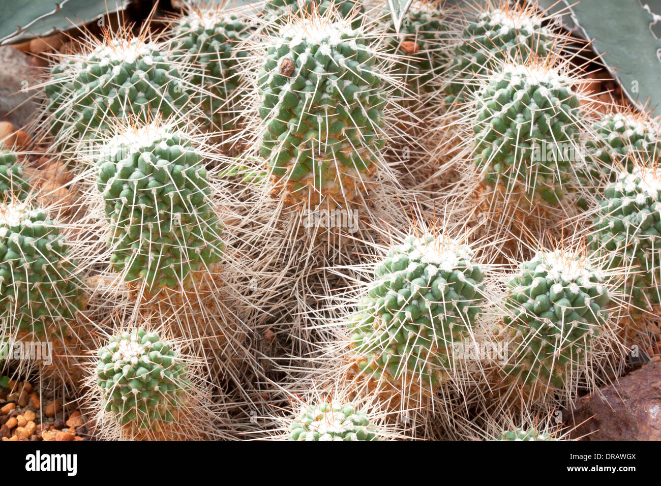 Esfera de bola Cactus en el suelo rocoso. Foto de stock