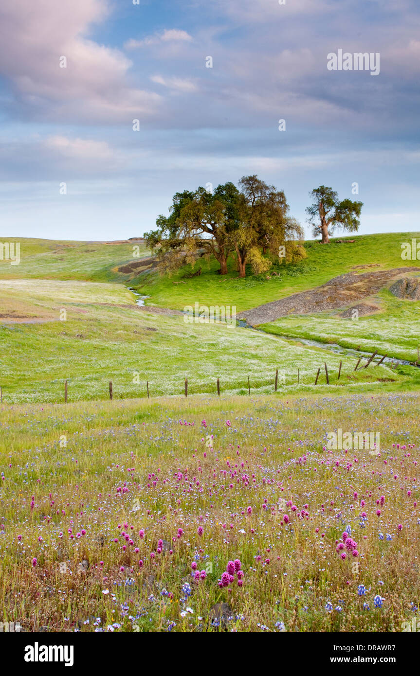 Flores silvestres de primavera del norte de California Foto de stock