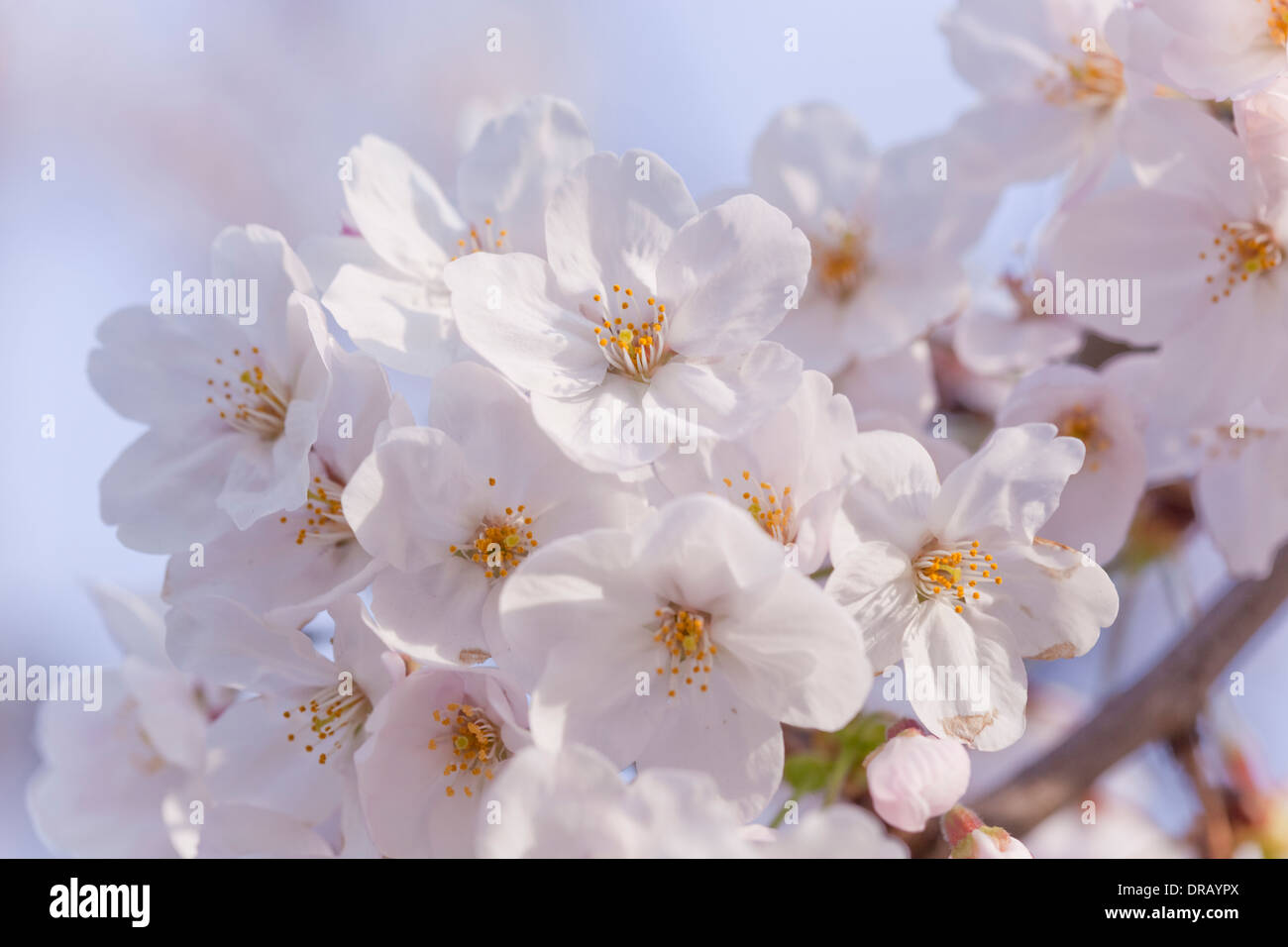 Los Cerezos en flor Foto de stock