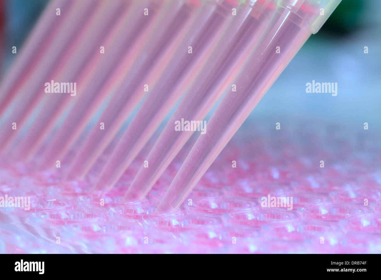 Multi titer plate fotografías e imágenes de alta resolución - Alamy