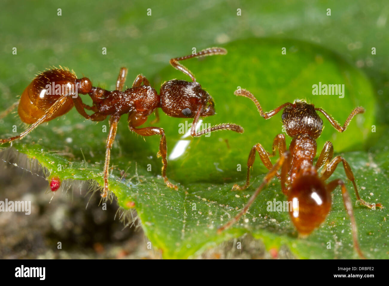 La hormiga roja (Myrmica rubra) los trabajadores adultos bebiendo de una gota de agua. Powys, Gales. Julio. Foto de stock