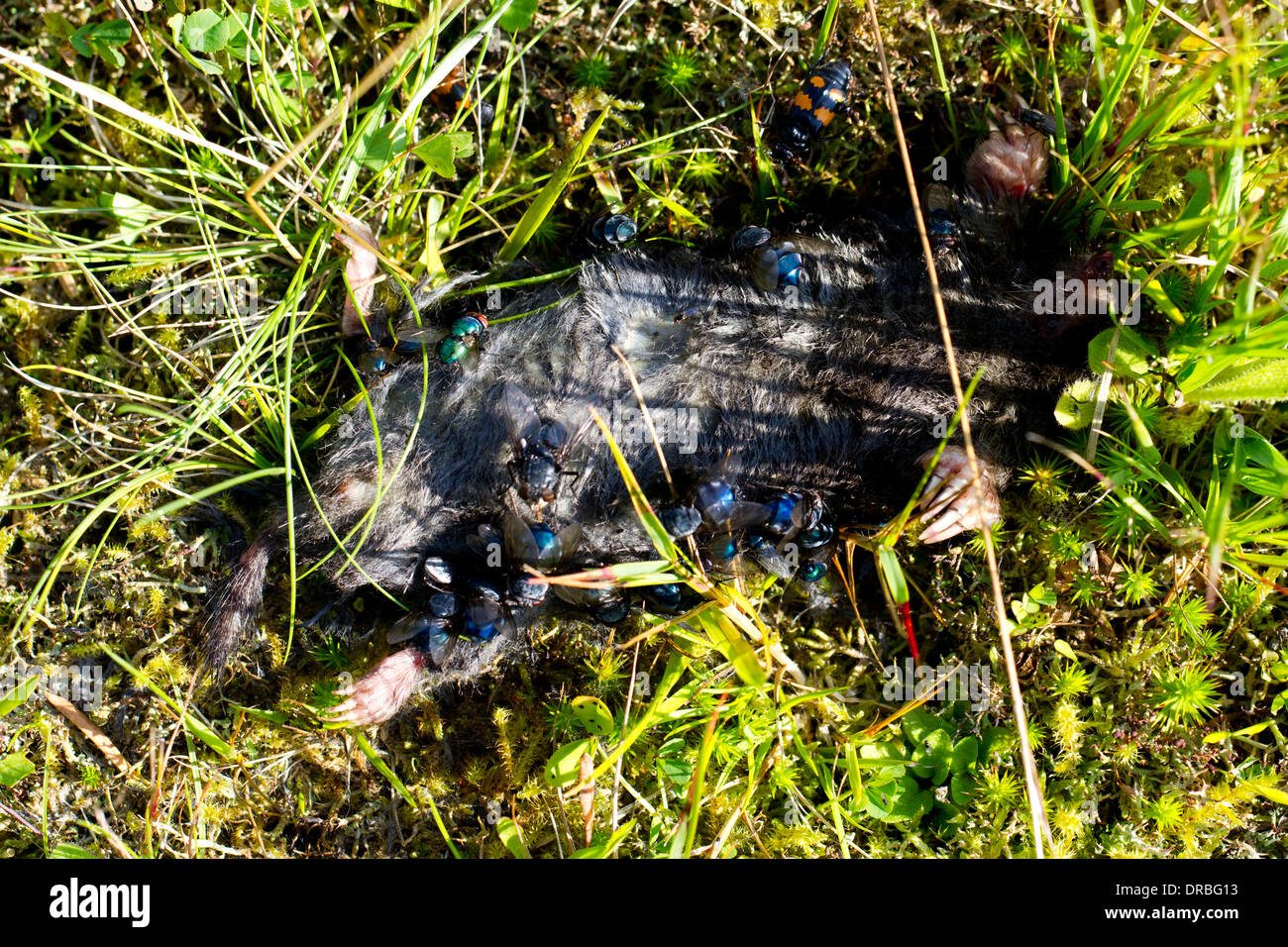 Europeo muerto topo (Talpa europaea) atraer moscas y escarabajos enterrando Powys, Gales. De agosto. Foto de stock