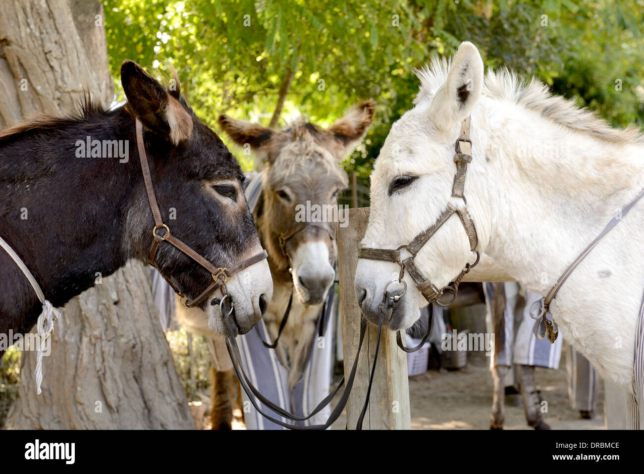 Tres burros de reunirse para una reunión cara a cara Foto de stock