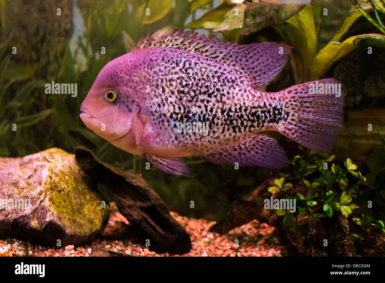 Abreviar Quejar Definición Peces tropicales para venta en un acuario center Fotografía de stock - Alamy
