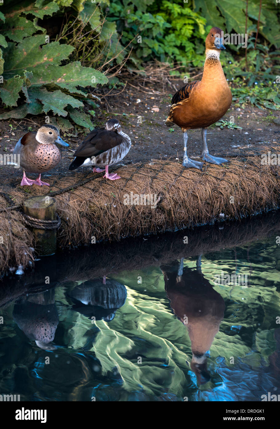 Patos y aves de los humedales en la Wildfowl & Wetlands Trust (WWT) Londres Inglaterra Gran Bretaña UK Foto de stock