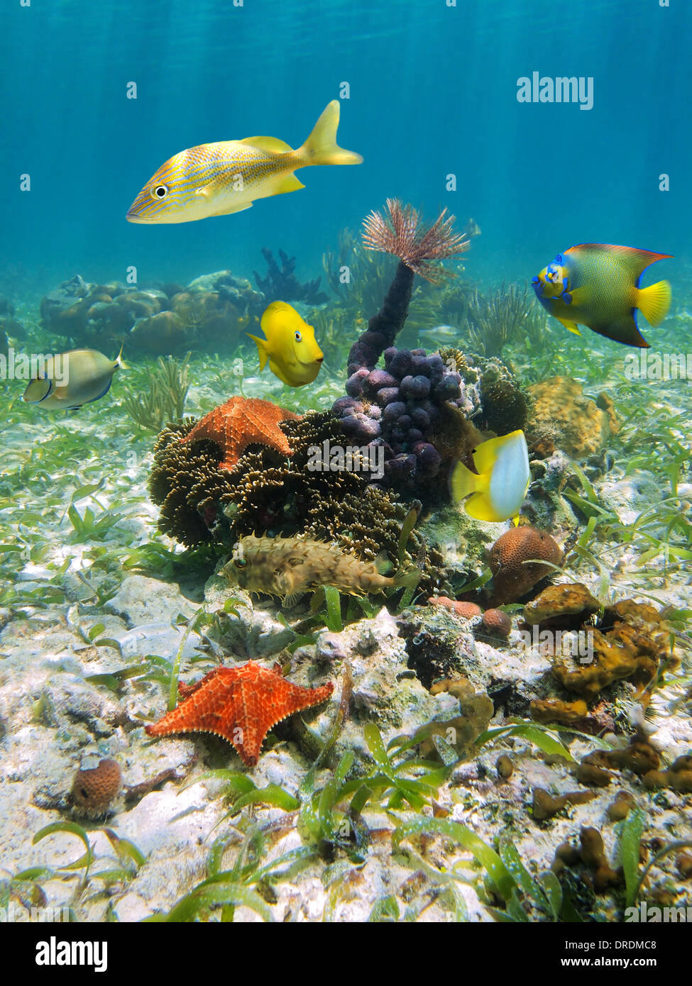 La vida submarina con coloridas estrellas de mar, peces, corales, esponjas y gusanos plumero, mar Caribe, Costa Rica Foto de stock