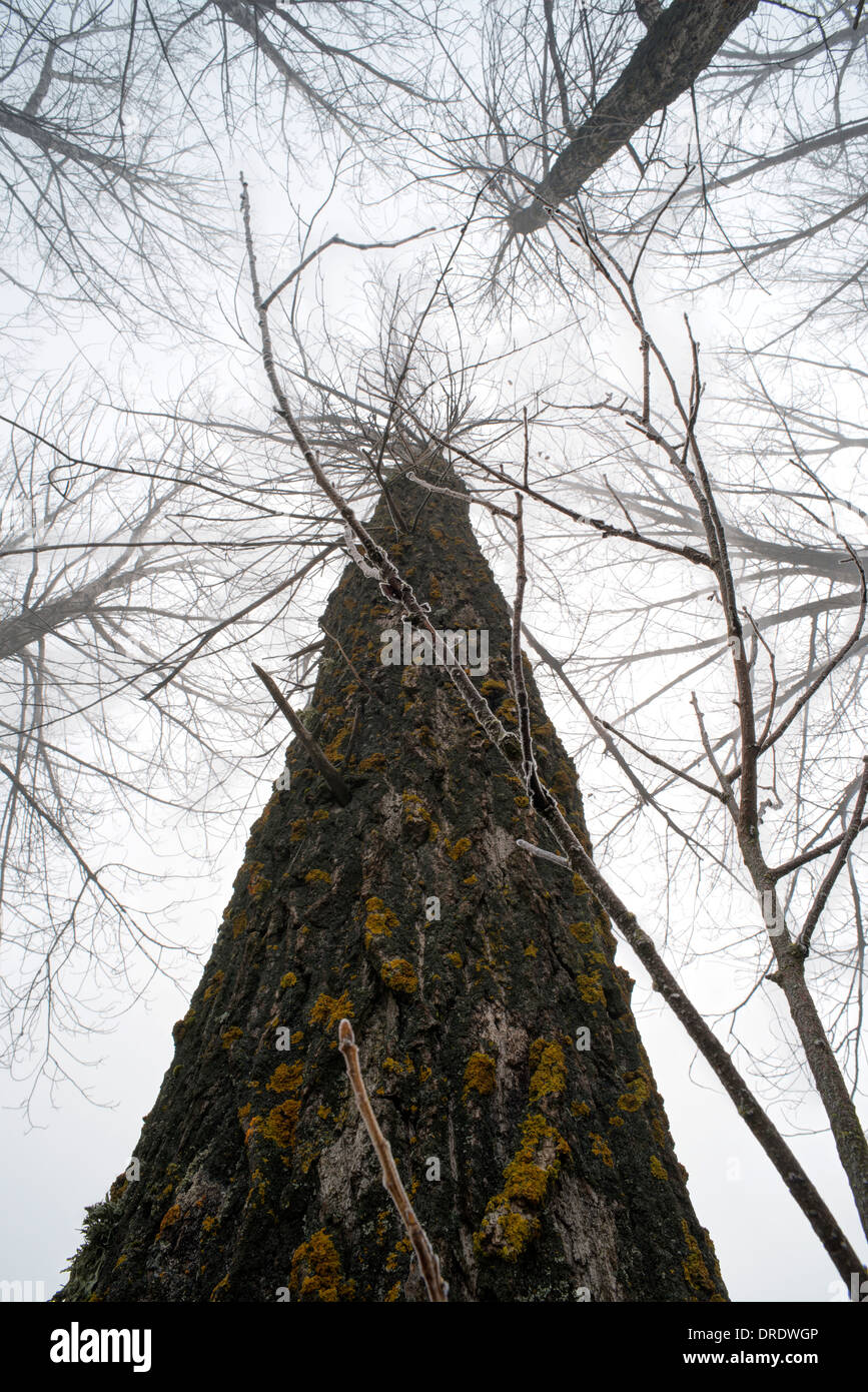 Grandes árboles en la niebla. Bosque de niebla y Foto de stock