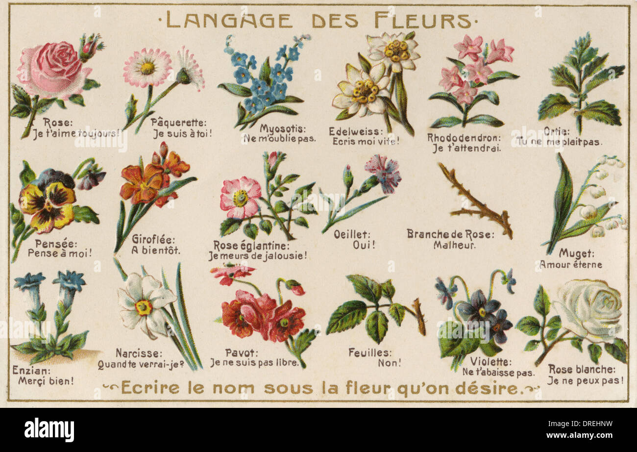 El lenguaje de las Flores Fotografía de stock Alamy