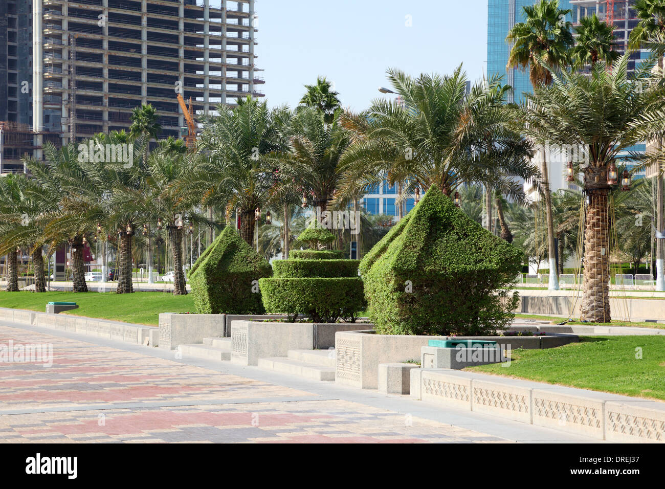Setos recortados y fecha palmeras en la Corniche, en Doha, Qatar Foto de stock