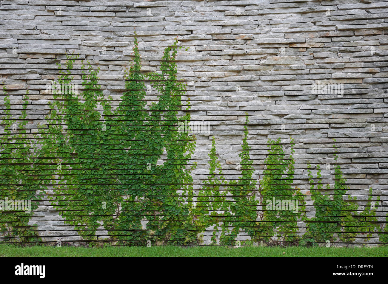 Muro de piedra con ivey Foto de stock