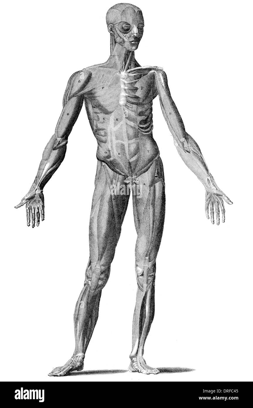 Cortar vista del cuerpo humano masculino Foto de stock