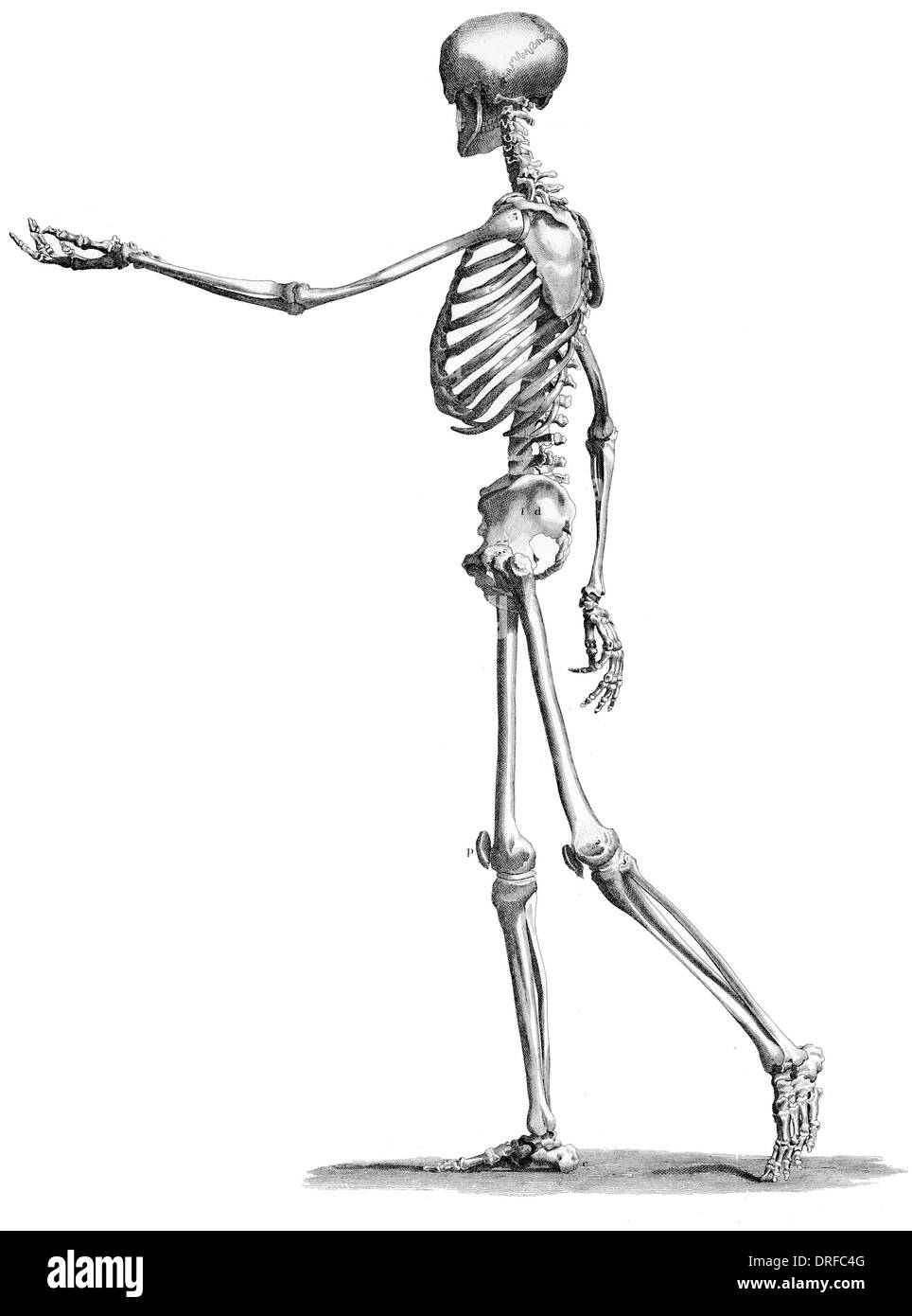 Vista lateral del cuerpo humano esqueleto permanente Foto de stock