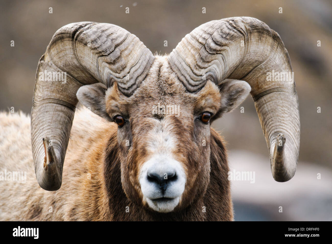 Oveja con cuernos en espiral fotografías e imágenes de alta resolución - Alamy Oveja con cuernos en espiral fotografías e imágenes de alta resolución - Alamy