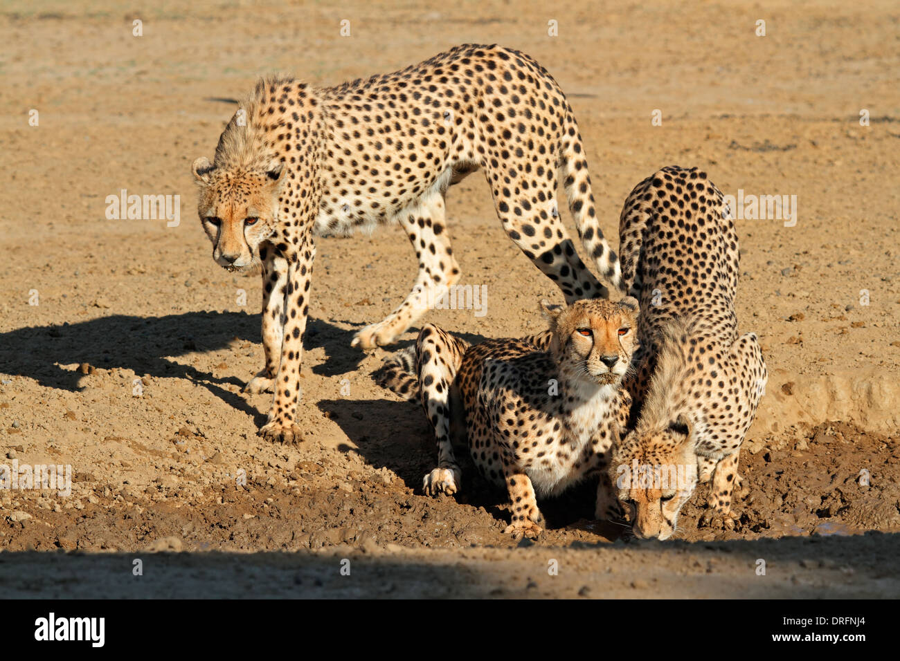 El guepardo (Acinonyx jubatus) el agua potable, el desierto de Kalahari, Sudáfrica Foto de stock