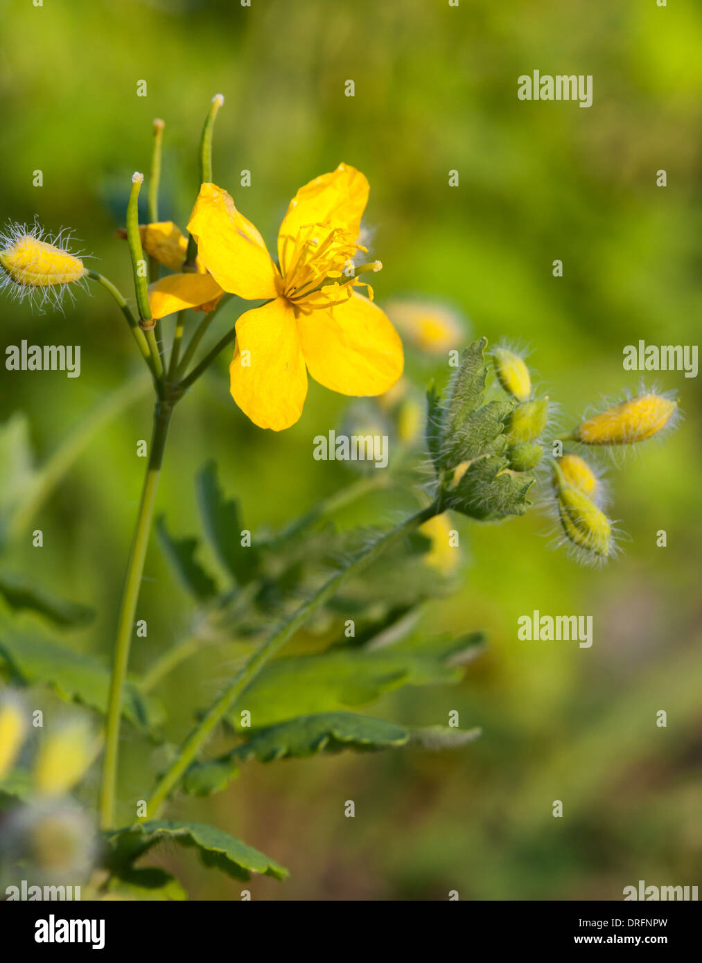 Amarillo wildflower celidonia mayor inflorescencia Foto de stock