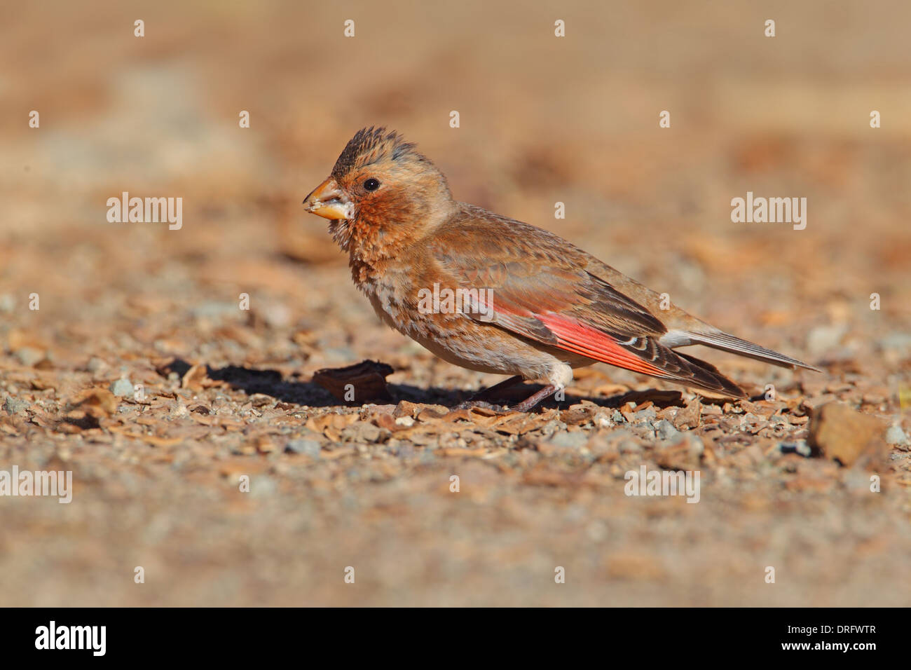 Alas carmesí Finch (Rhodopechys sanguinea aliena) subespecie del norte de África, los machos adultos, Marruecos, marzo Foto de stock