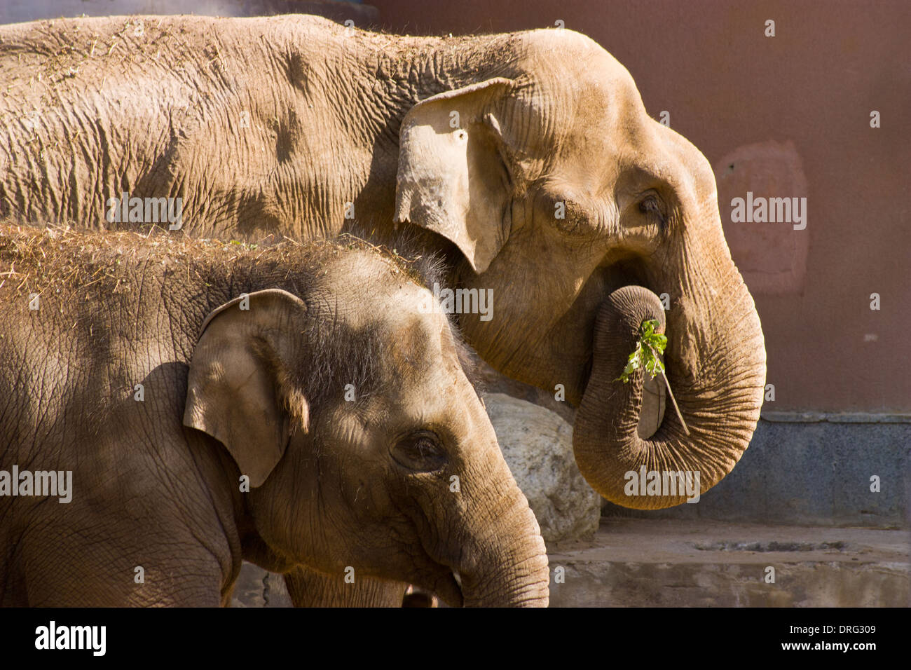 Familia de elefantes asiáticos Foto de stock