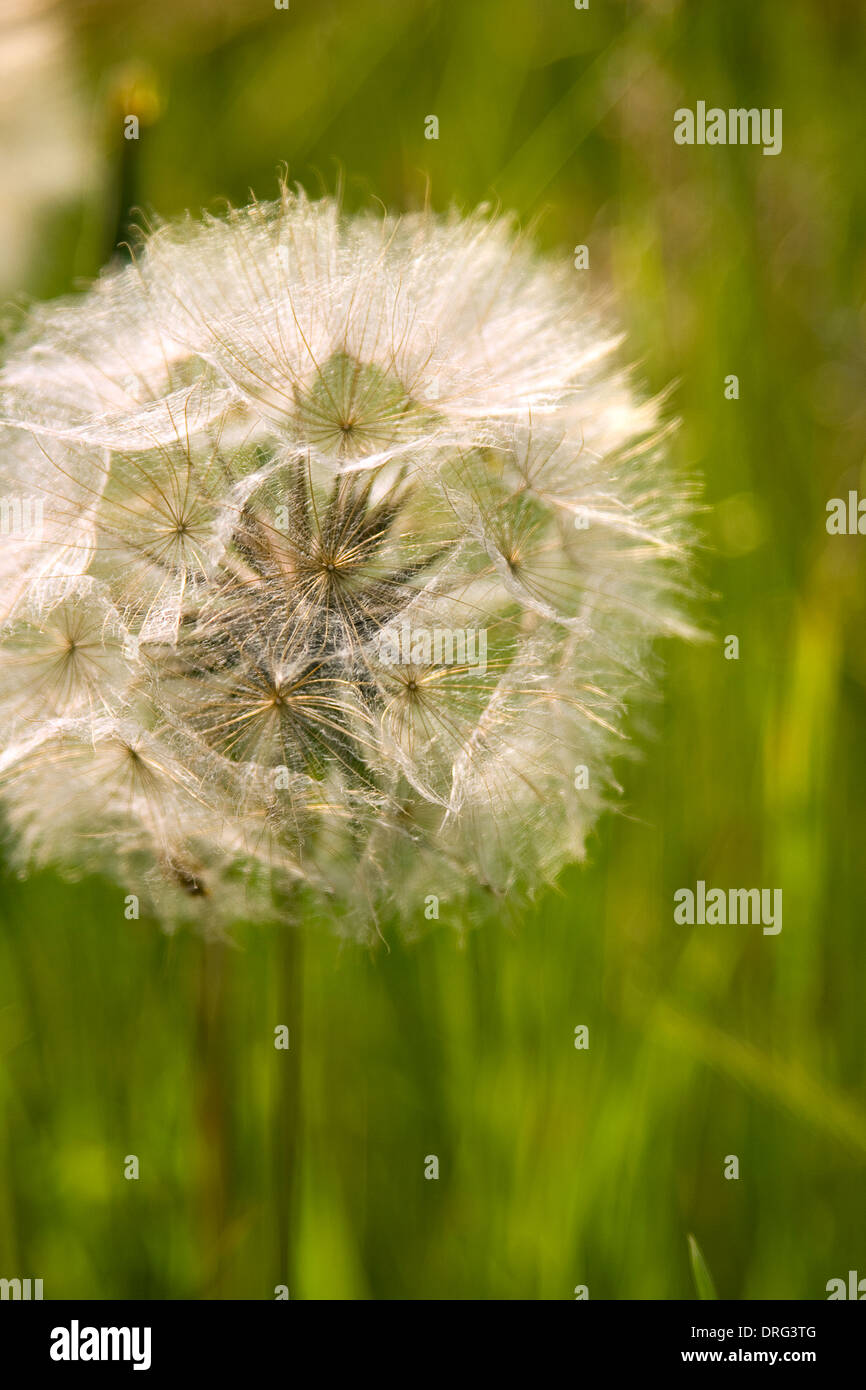 Diente de león en inglés un prado con pasto largo en el fondo Fotografía de  stock - Alamy
